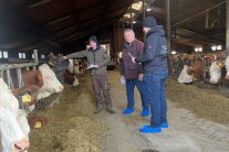 Drei Männer besichtigen Stall mit Milchkühen