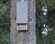 Fledermauskasten aus Holz hängt an einem Fichtenstamm