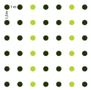 Pflanzskizze: Pflanzverband 1 x 1,5 Meter