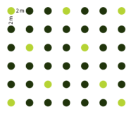 Pflanzskizze: Pflanzverband 2 x 2 m