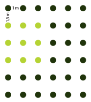 Pflanzskizze: Pflanzverband 1 x 1,5 Meter