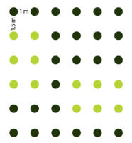 Pflanzskizze: Pflanzverband 1 x 1,5 Meter