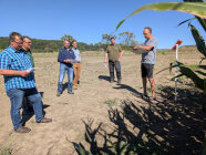 Landwirte stehen vor Maisfeld