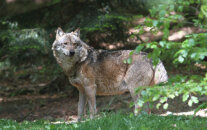 Wolf in Waldlichtung