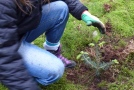 Eine Jugendliche pflanzt eine kleine Tannenkontainerpflanze in den Waldboden