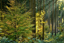 Ein Wald mit Buchen. Die Sonne scheint durch das Blätterdach.