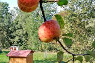Reifer Apfel und Blätter am Zweig eines Baumes