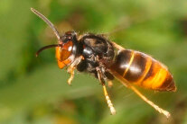 Fliegende Asiatische Hornisse © Institut für Bienenkunde und Imkerei (IBI)