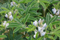 Blühende weiße Lupine