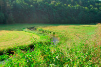 Gewässerrandstreifen auf Feld